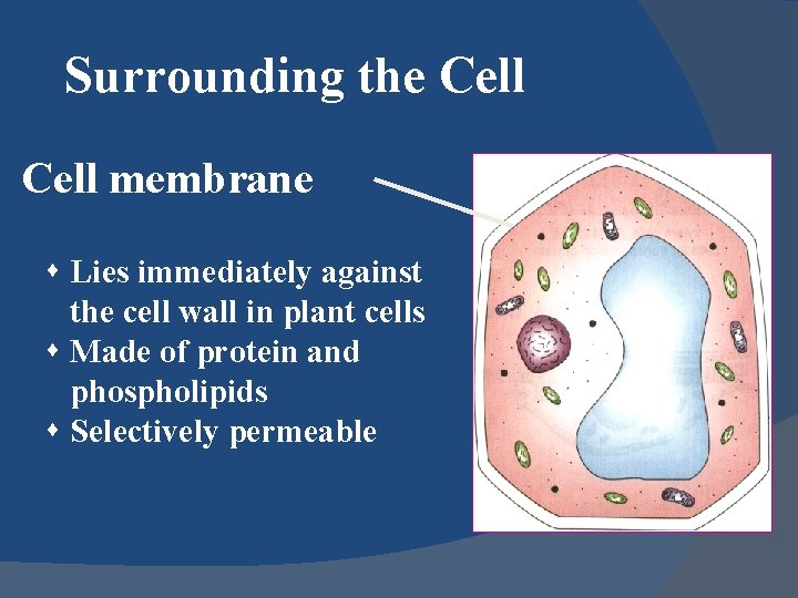 Surrounding the Cell membrane s Lies immediately against the cell wall in plant cells