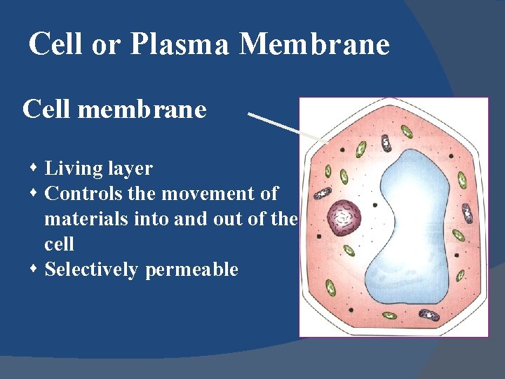 Cell or Plasma Membrane Cell membrane s Living layer s Controls the movement of