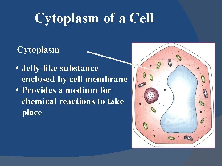 Cytoplasm of a Cell Cytoplasm s Jelly-like substance enclosed by cell membrane s Provides
