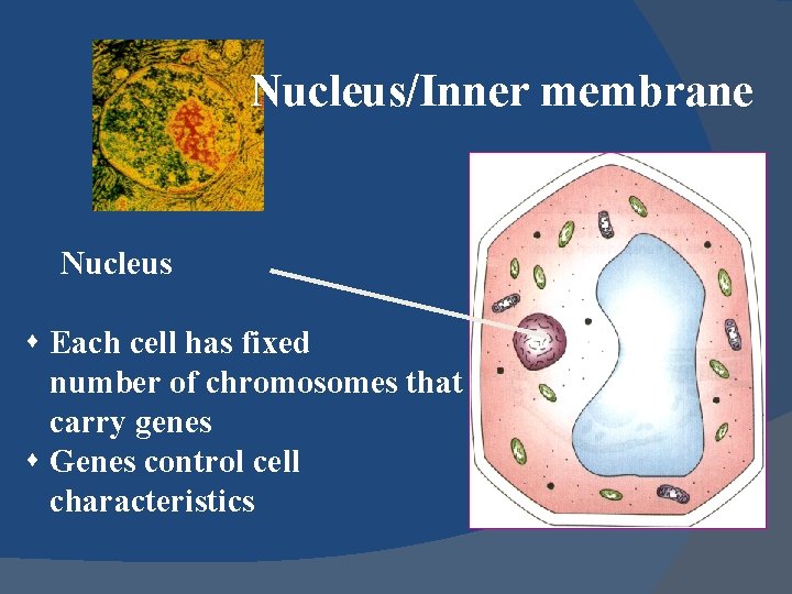 Nucleus/Inner membrane Nucleus s Each cell has fixed number of chromosomes that carry genes