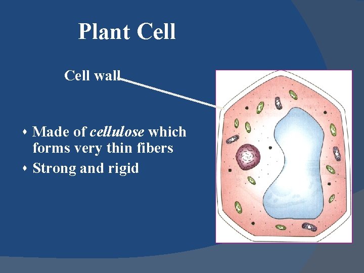 Plant Cell wall s Made of cellulose which forms very thin fibers s Strong