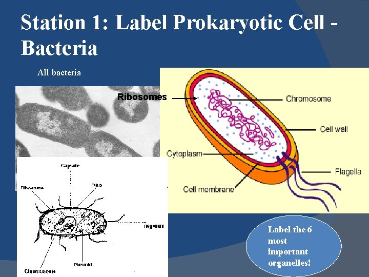 Station 1: Label Prokaryotic Cell Bacteria All bacteria Ribosomes Label the 6 most important
