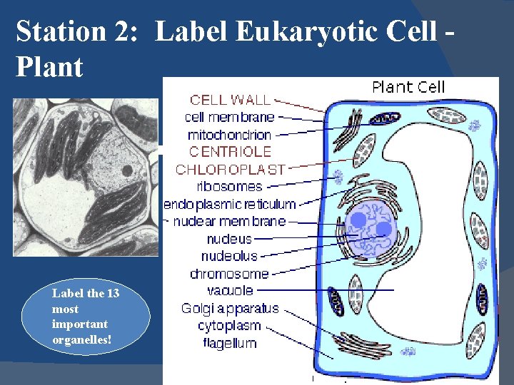 Station 2: Label Eukaryotic Cell Plant Label the 13 most important organelles! 