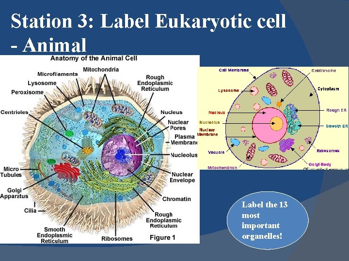 Station 3: Label Eukaryotic cell - Animal Label the 13 most important organelles! 