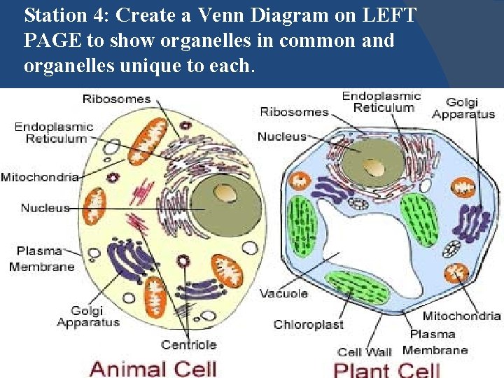 Station 4: Create a Venn Diagram on LEFT PAGE to show organelles in common