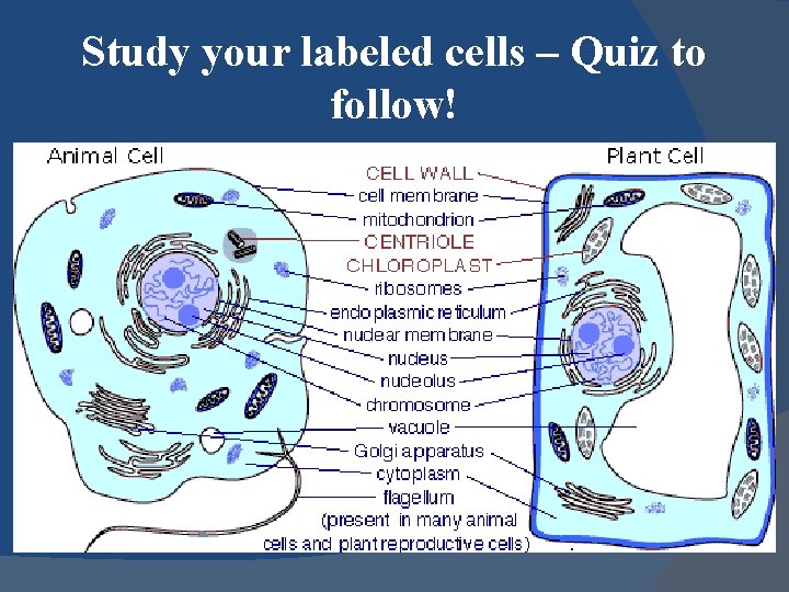 Study your labeled cells – Quiz to follow! 