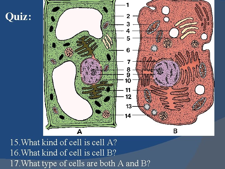 Quiz: 15. What kind of cell is cell A? 16. What kind of cell