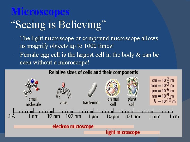 Microscopes “Seeing is Believing” The light microscope or compound microscope allows us magnify objects