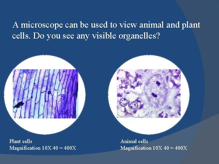 A microscope can be used to view animal and plant cells. Do you see