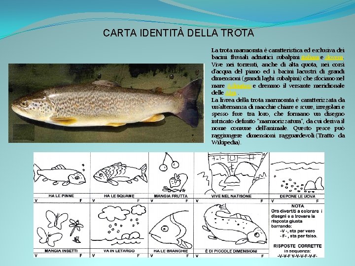 CARTA IDENTITÀ DELLA TROTA La trota marmorata è caratteristica ed esclusiva dei bacini fluviali