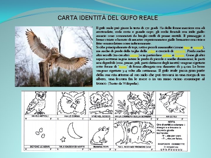 CARTA IDENTITÀ DEL GUFO REALE Il gufo reale può girare la testa di 270