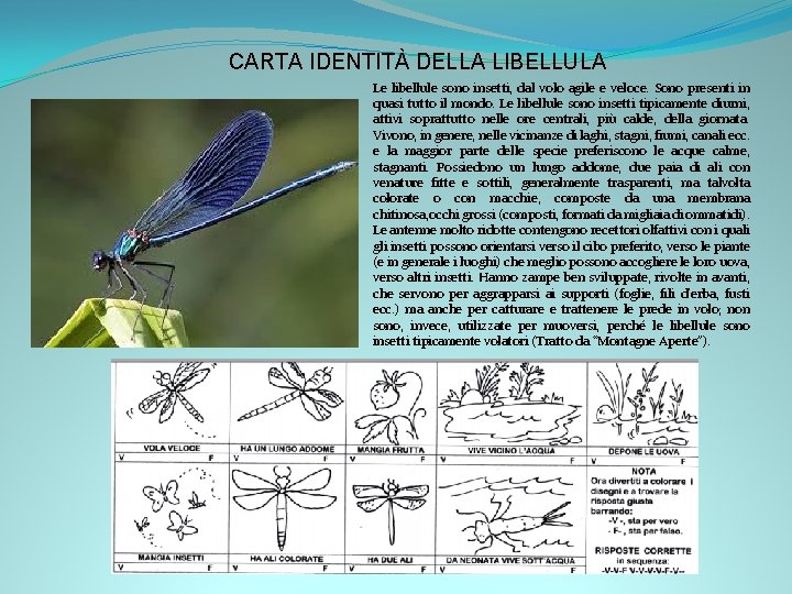 CARTA IDENTITÀ DELLA LIBELLULA Le libellule sono insetti, dal volo agile e veloce. Sono