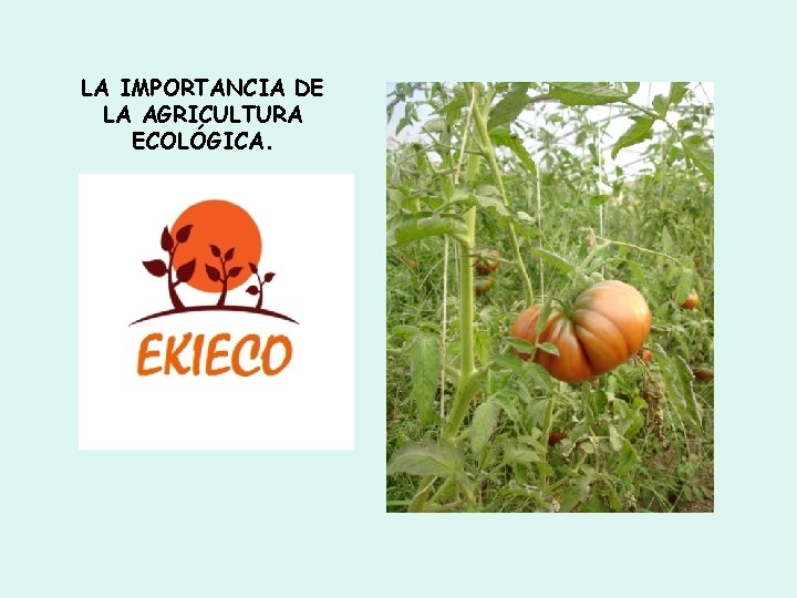 LA IMPORTANCIA DE LA AGRICULTURA ECOLÓGICA. 