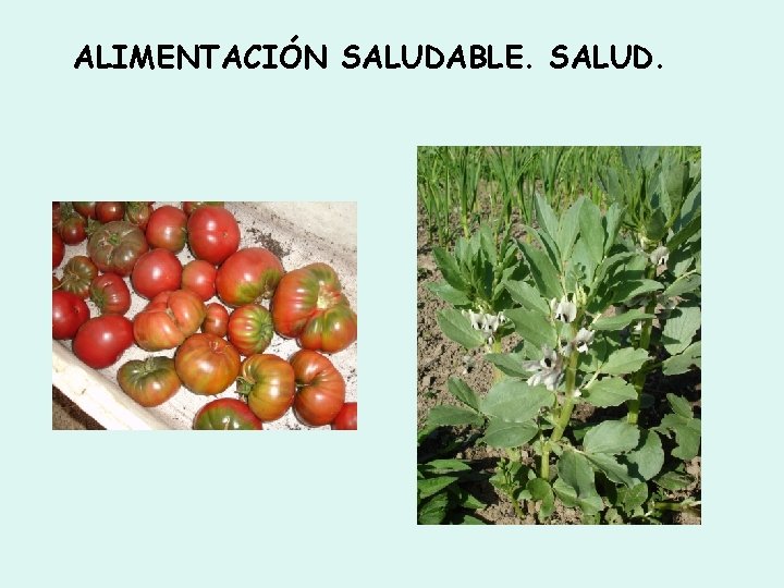 ALIMENTACIÓN SALUDABLE. SALUD. 