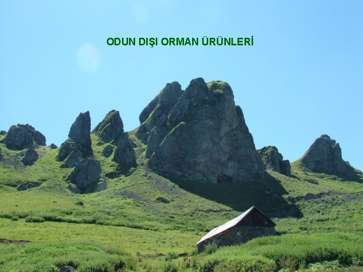 ODUN DIŞI ORMAN ÜRÜNLERİ 