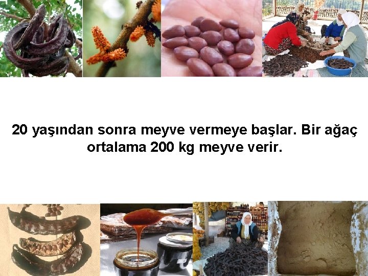 20 yaşından sonra meyve vermeye başlar. Bir ağaç ortalama 200 kg meyve verir. 