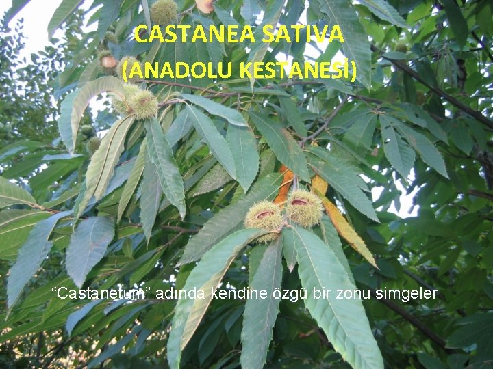 CASTANEA SATIVA (ANADOLU KESTANESİ) “Castanetum” adında kendine özgü bir zonu simgeler 