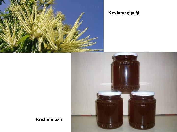 Kestane çiçeği Kestane balı 