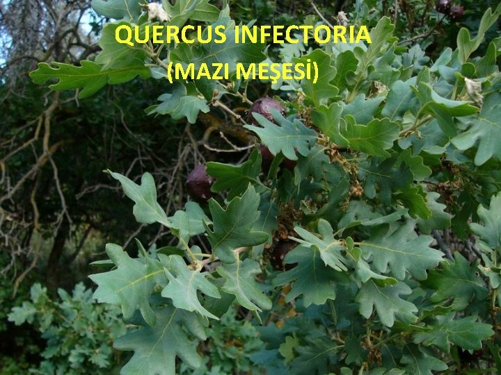 QUERCUS INFECTORIA (MAZI MEŞESİ) 