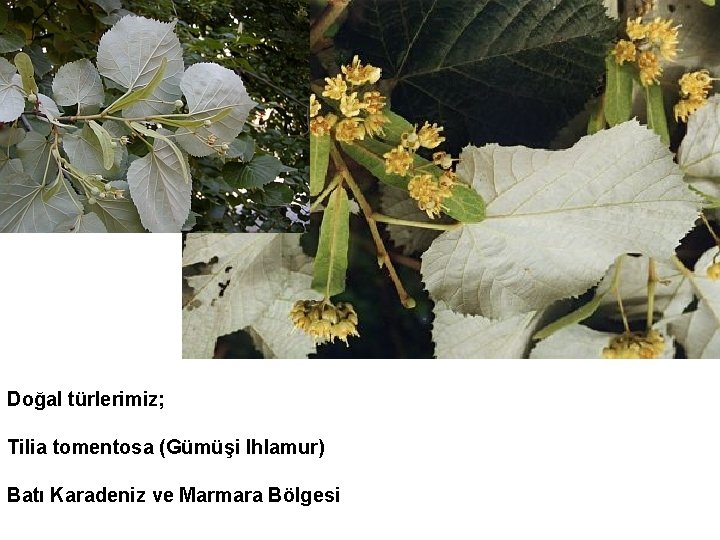 Doğal türlerimiz; Tilia tomentosa (Gümüşi Ihlamur) Batı Karadeniz ve Marmara Bölgesi 