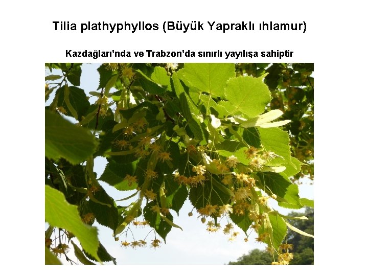 Tilia plathyphyllos (Büyük Yapraklı ıhlamur) Kazdağları’nda ve Trabzon’da sınırlı yayılışa sahiptir 