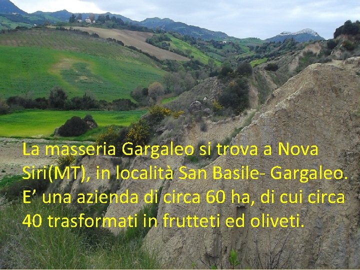La masseria Gargaleo si trova a Nova Siri(MT), in località San Basile- Gargaleo. E’