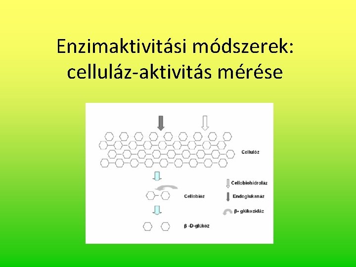 Enzimaktivitási módszerek: celluláz-aktivitás mérése 