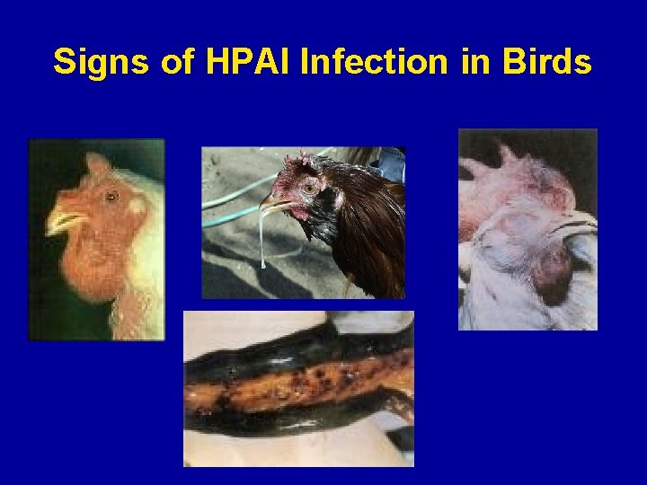 Signs of HPAI Infection in Birds 