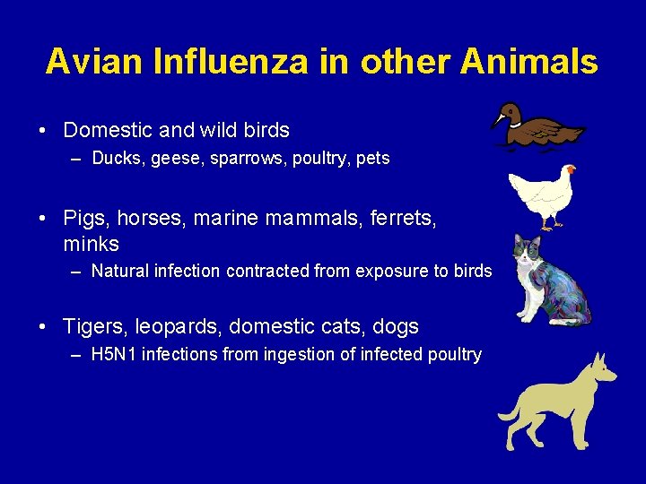 Avian Influenza in other Animals • Domestic and wild birds – Ducks, geese, sparrows,