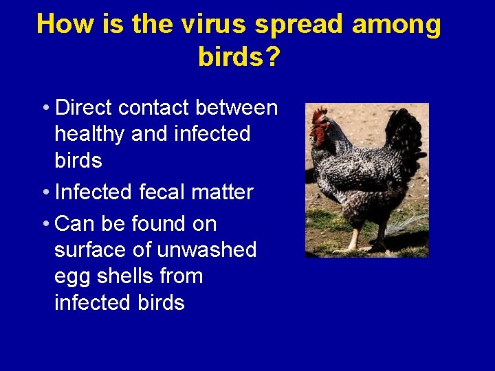 How is the virus spread among birds? • Direct contact between healthy and infected