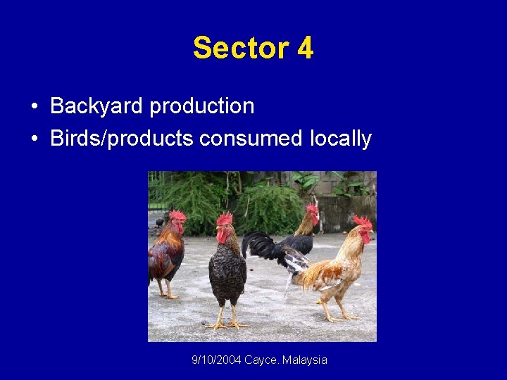 Sector 4 • Backyard production • Birds/products consumed locally 9/10/2004 Cayce. Malaysia 