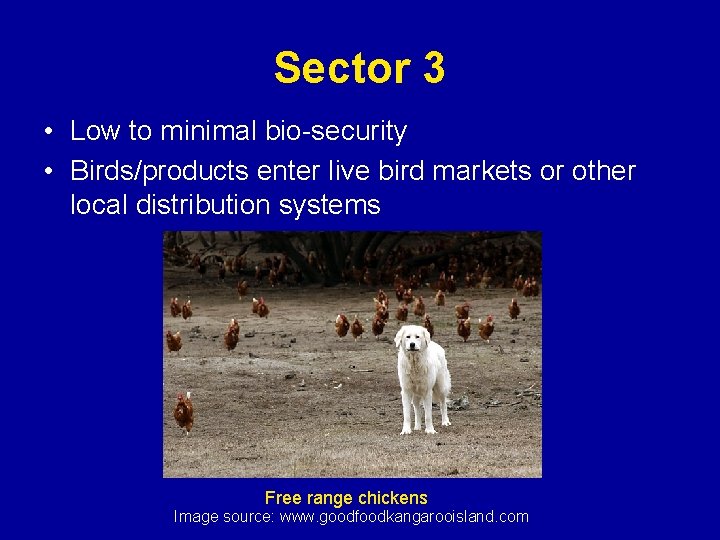 Sector 3 • Low to minimal bio-security • Birds/products enter live bird markets or
