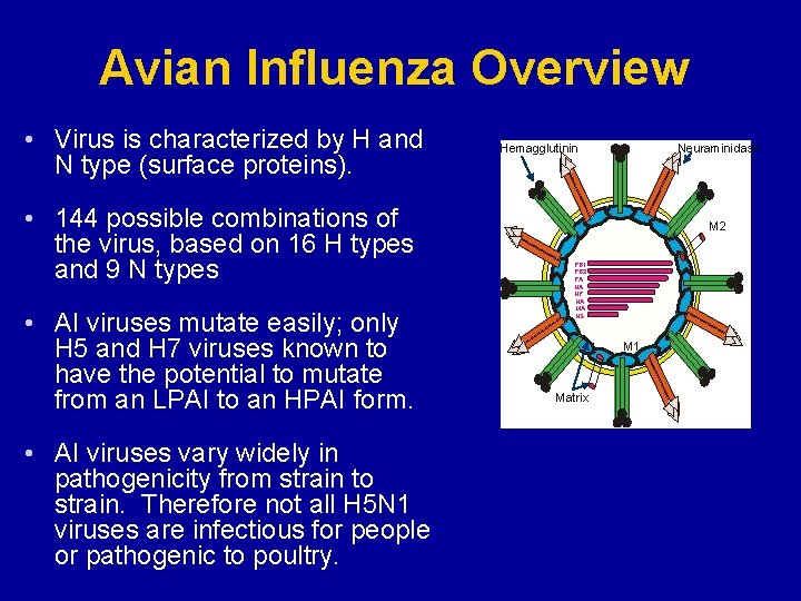 Avian Influenza Overview • Virus is characterized by H and N type (surface proteins).