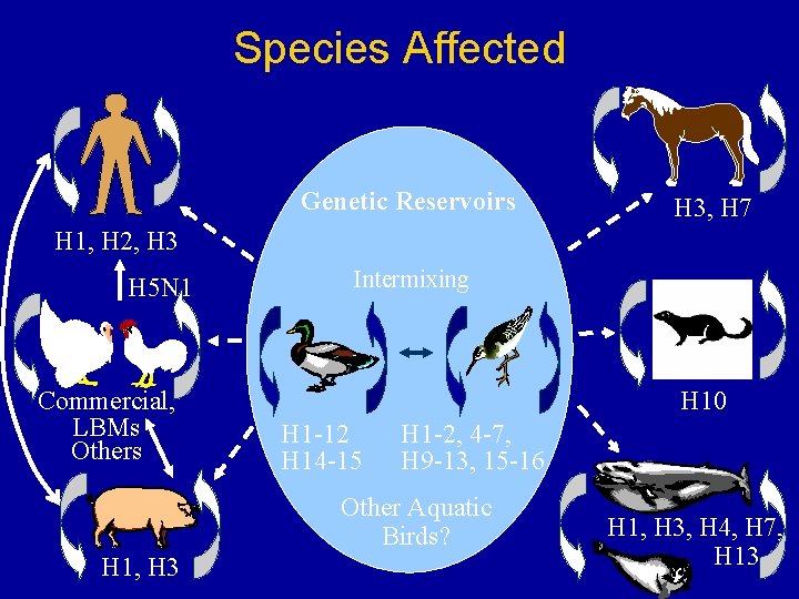 Species Affected Genetic Reservoirs H 3, H 7 H 1, H 2, H 3