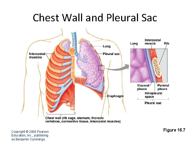 Chest Wall and Pleural Sac Copyright © 2008 Pearson Education, Inc. , publishing as