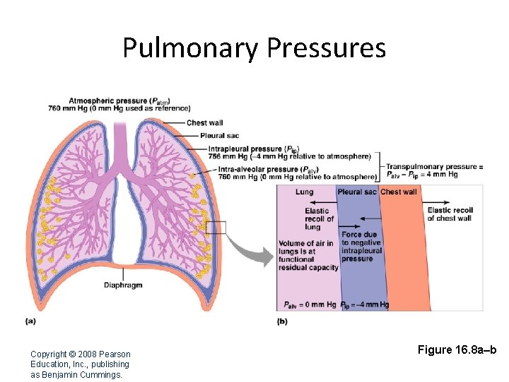 Pulmonary Pressures Copyright © 2008 Pearson Education, Inc. , publishing as Benjamin Cummings. Figure