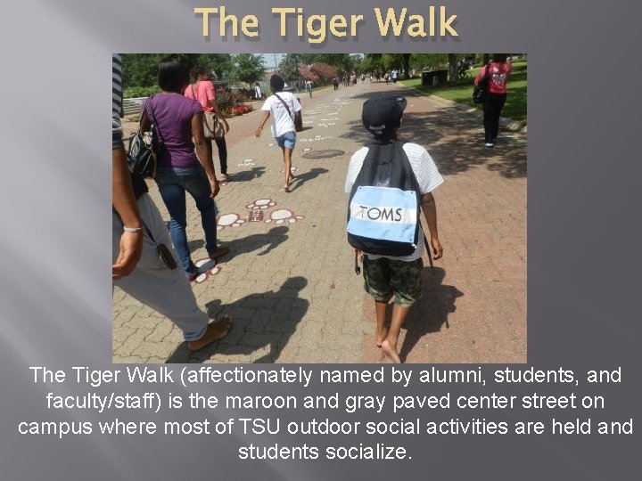 The Tiger Walk (affectionately named by alumni, students, and faculty/staff) is the maroon and