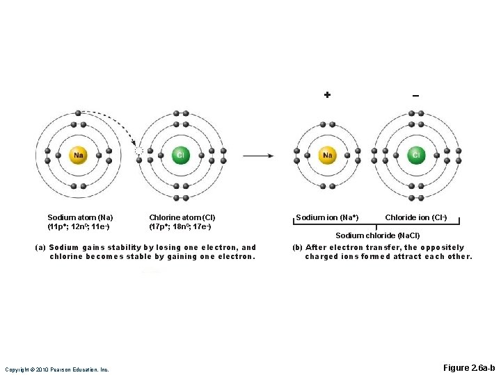 Sodium atom (Na) (11 p+; 12 n 0; 11 e–) Chlorine atom (Cl) (17