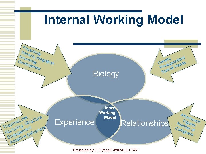 Internal Working Model Phy s Sen iology s Neu ory int e r Dev