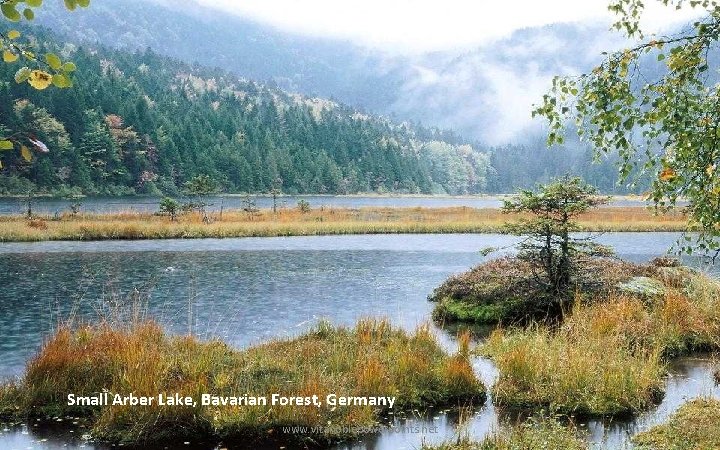 Small Arber Lake, Bavarian Forest, Germany www. vitanoblepowerpoints. net 