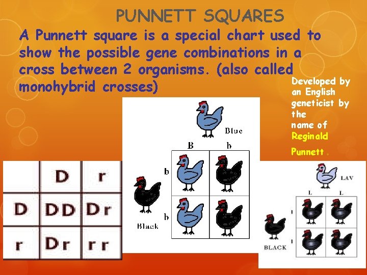 PUNNETT SQUARES A Punnett square is a special chart used to show the possible