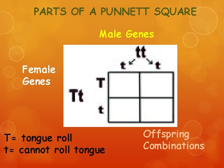 PARTS OF A PUNNETT SQUARE Male Genes Female Genes T= tongue roll t= cannot