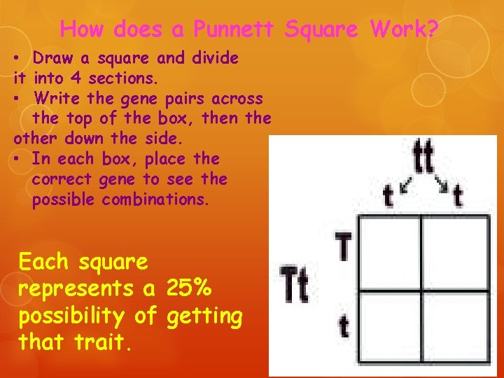 How does a Punnett Square Work? • Draw a square and divide it into