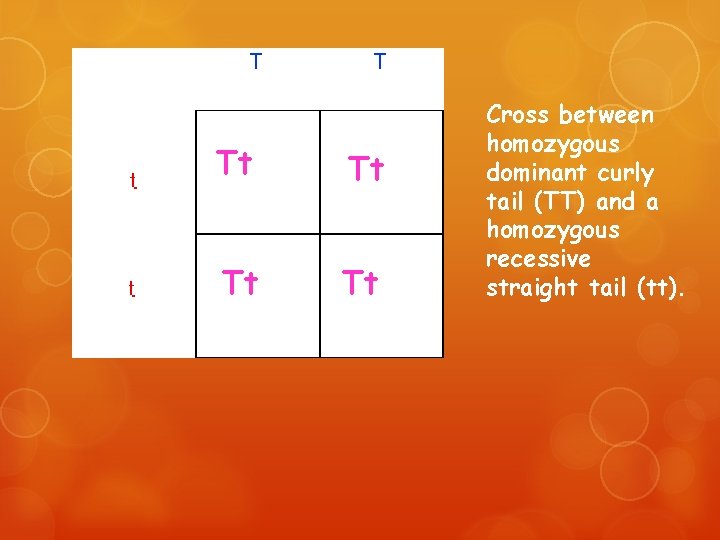 Tt Tt Cross between homozygous dominant curly tail (TT) and a homozygous recessive straight