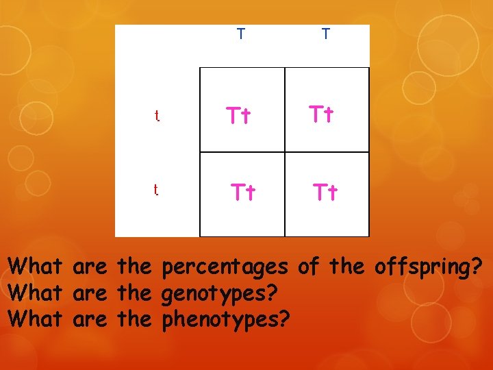 Tt Tt What are the percentages of the offspring? What are the genotypes? What