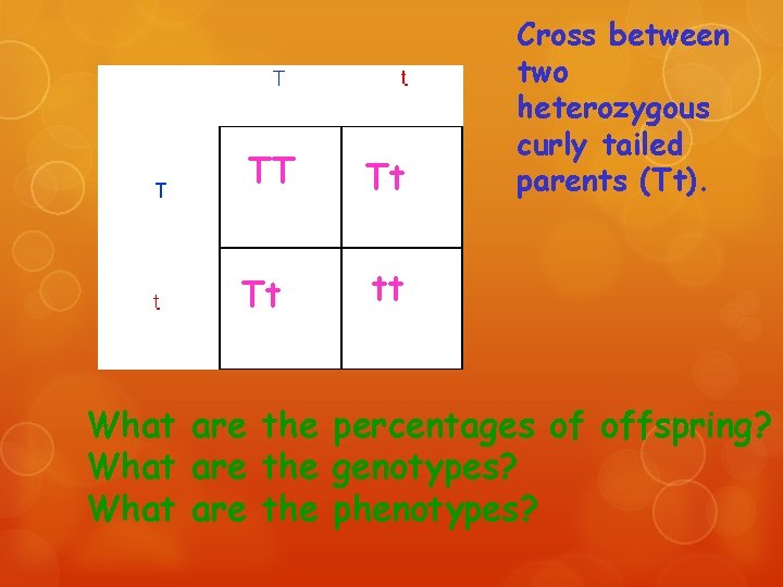 TT Tt Tt tt Cross between two heterozygous curly tailed parents (Tt). What are