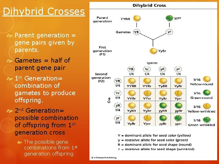 Dihybrid Crosses Parent generation = gene pairs given by parents. Gametes = half of