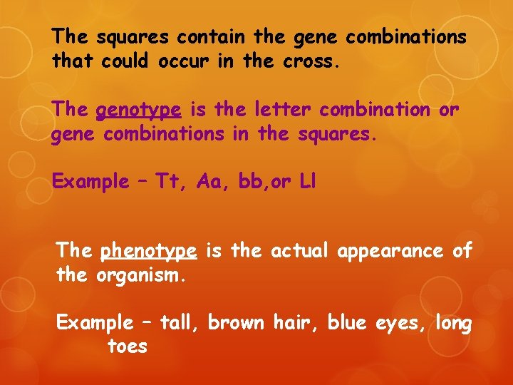 The squares contain the gene combinations that could occur in the cross. The genotype