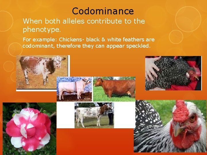 Codominance When both alleles contribute to the phenotype. For example: Chickens- black & white