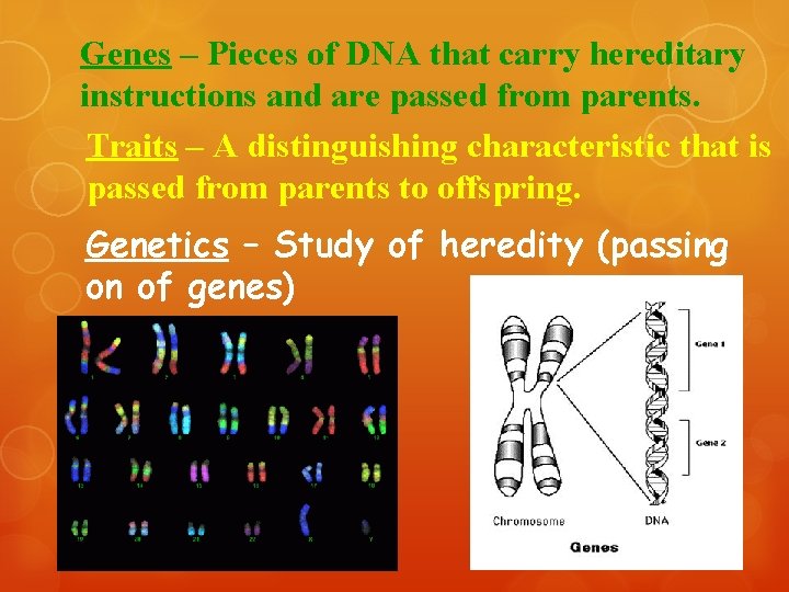 Genes – Pieces of DNA that carry hereditary instructions and are passed from parents.